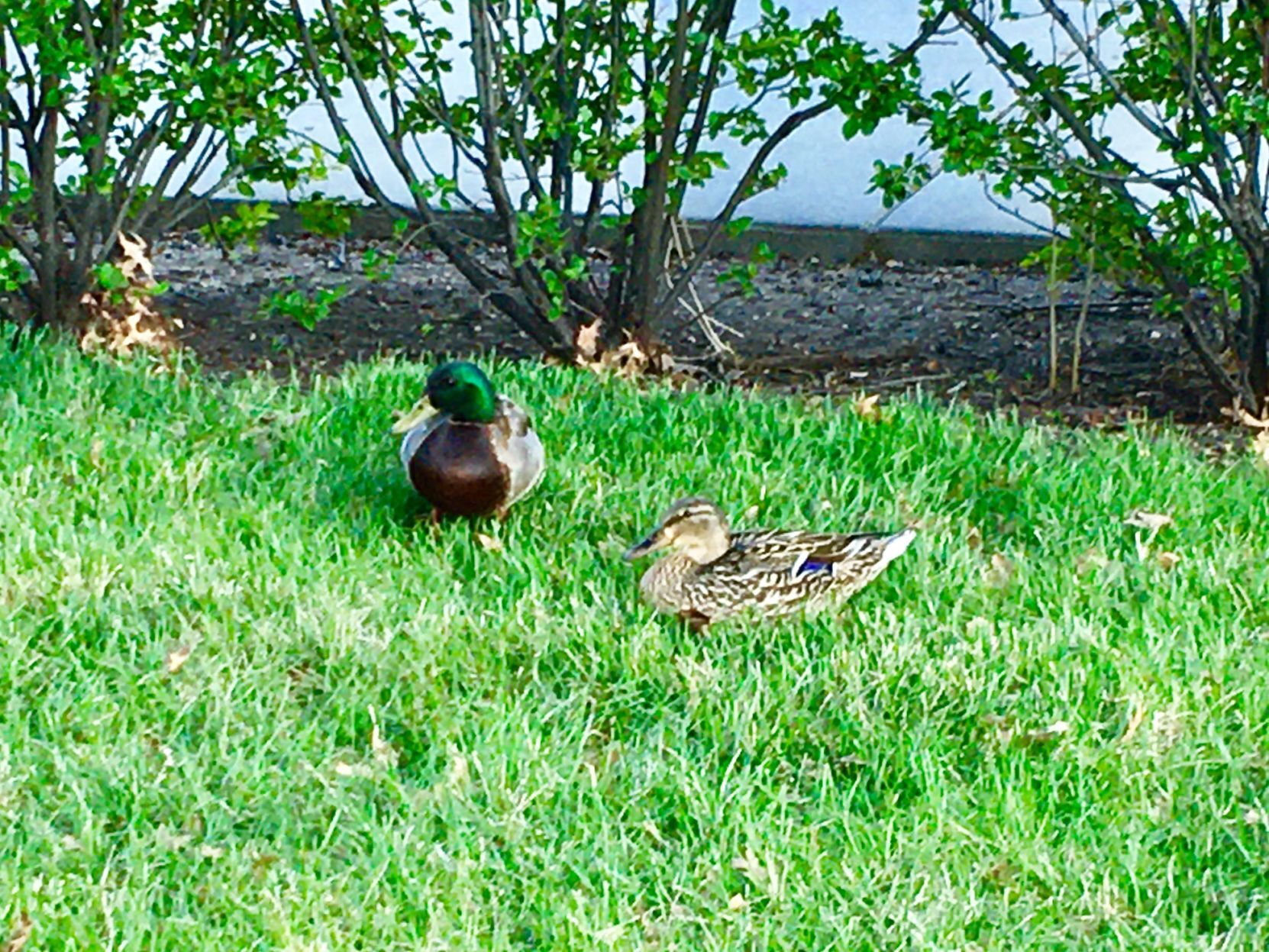Political ducks?